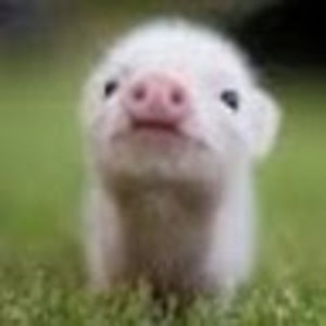 Meet your Posher, Lillian